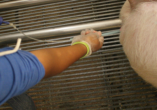 pig ai