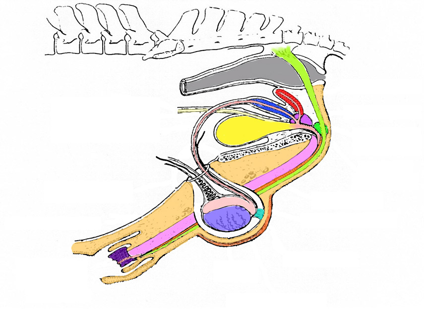 Stallion Testes male anatomy and histology
