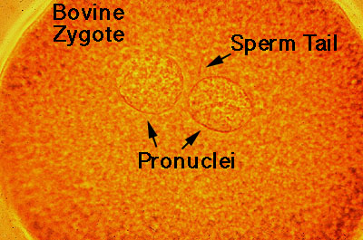 Lecture 16 images