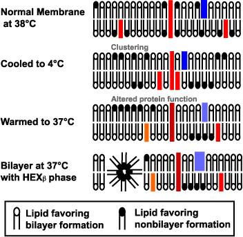 diagram of membrane of rapidly cooled sperm