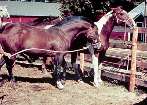 diestrus mare with ears back when the stallion approaches