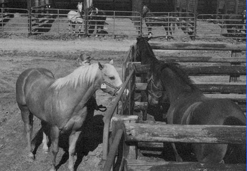 teasing in wood pens