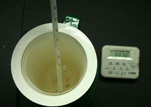 Thaw straws in thermos at 37-39&deg;C