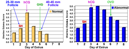 graph of uterine edema and ovulation