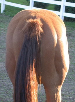 rear view of bc5