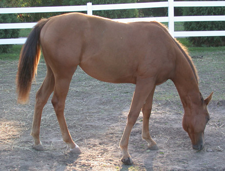 side view of bc5