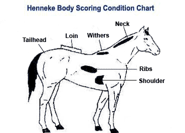 diagram of horse showing the 6 points of fat deposition evaluated: tailhead, loin, withers, neck, ribs,shoulder