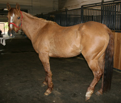 24 yr dun QH mare