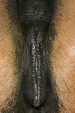vulva conformation of aged mare, anus sunken, evedence of Caslick's