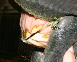 teeth of aged mare, top teeth are worn, needs to have wave on bottom teeth filed