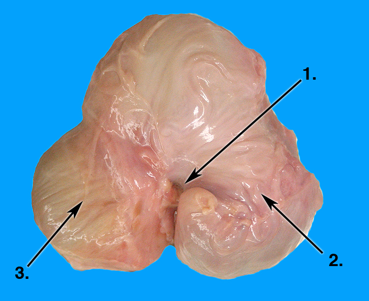ovary