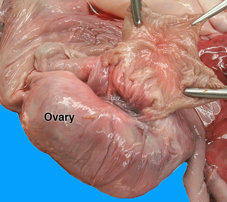 ovary