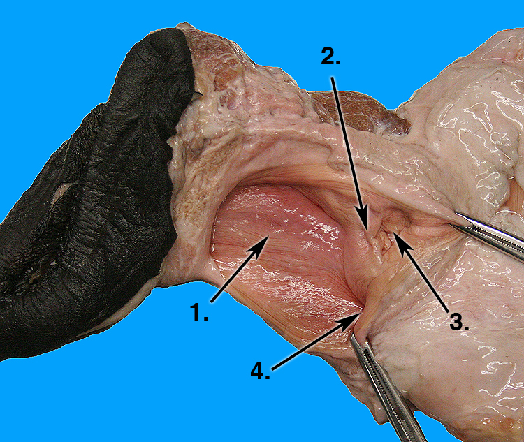 posterior vagain