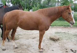 6 yr old QH mare BC 8