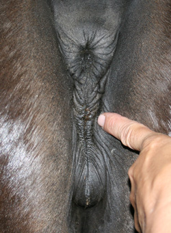 vulva of 13 yr old mare, 80% below pelvic bone