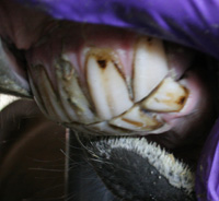 teeth of 13 y horse, normal apposition