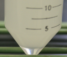 cushion below semen