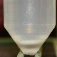 pellet of sperm after cushion buffer and supernatant are removed