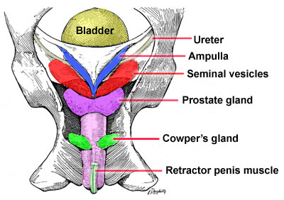 Stallion Testes Stallion Reproductive System Diagram