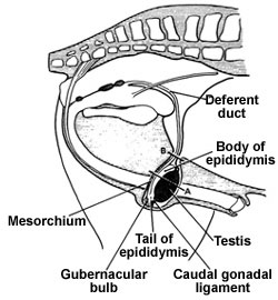testicular descent in term fetus