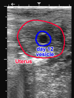 ultrasound image of a day 12 vesicle