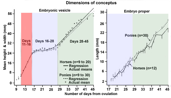 graph of embryonic vesicle and embryo size