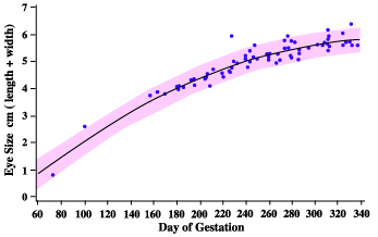 fetal eye size vs gestational age