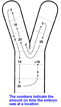 picture showing the amount of time the embryo is in parts on the uterus