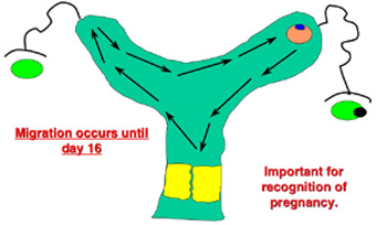 picture showing the mobility of the embryo < 17 days