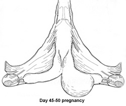 drawing of uterus of 45-50 day pregnancy