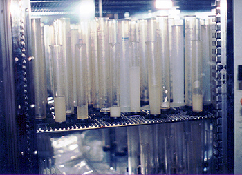 graduated cylinders in a warming incubator