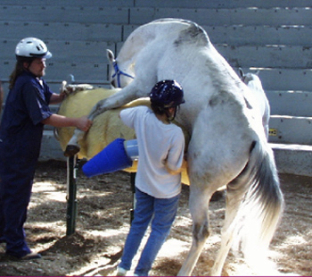 stallion being collected with an av on a phantom
